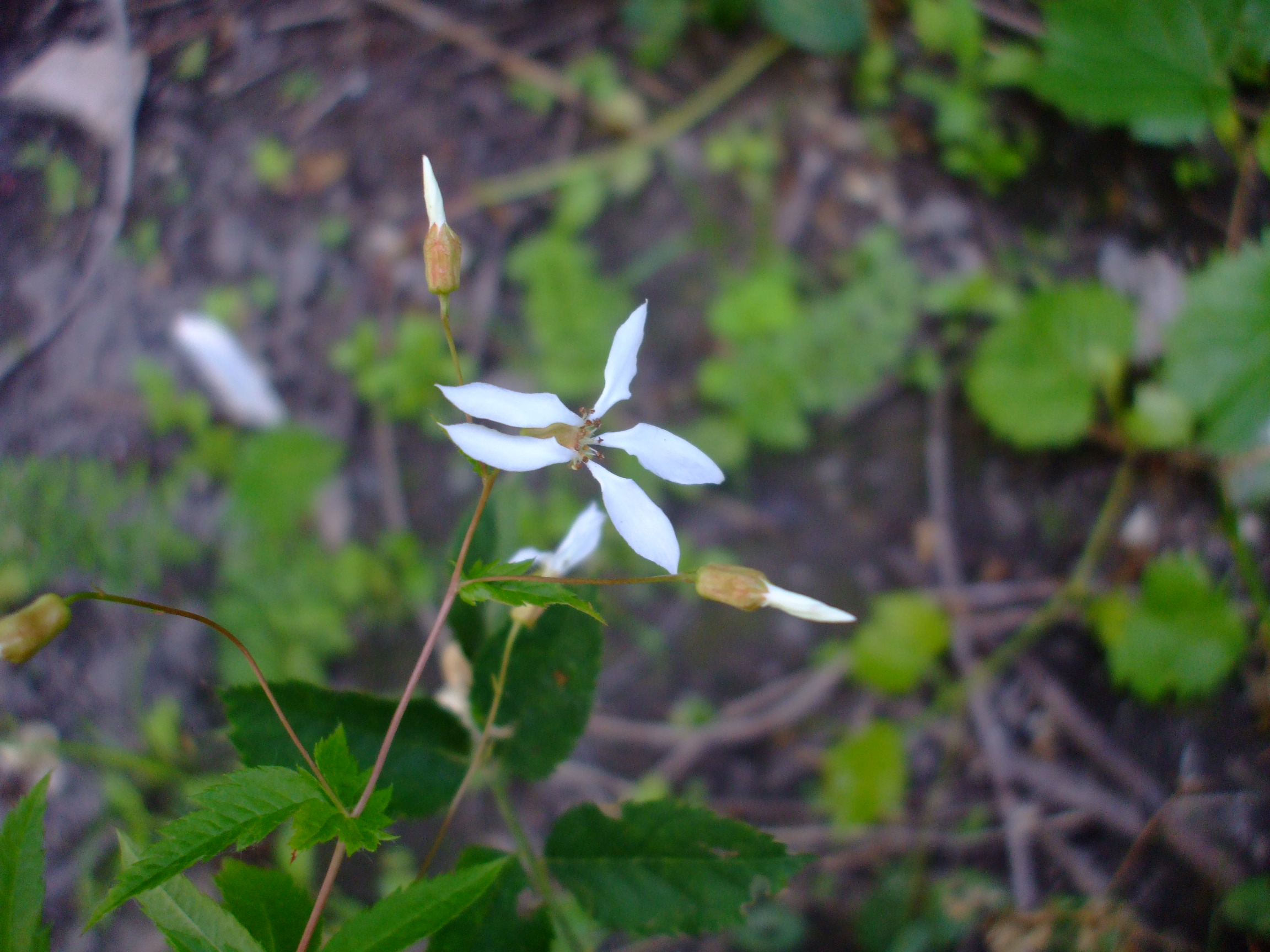 Porteranthus stipulatus